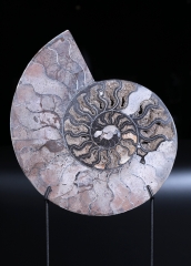 Аммонит Cleoniceras sp.