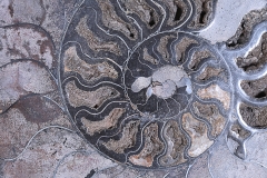 Аммонит Cleoniceras sp.