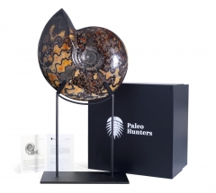 Аммонит Craspedodiscus discofalcatus