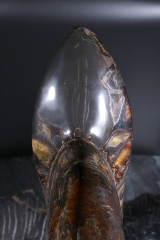 Аммонит Craspedodiscus discofalcatus