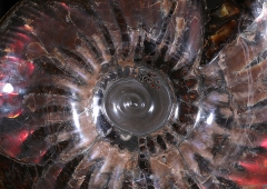 Аммонит Craspedodiscus discofalcatus