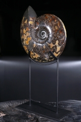 Аммонит Craspedodiscus discofalcatus