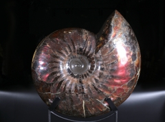 Аммонит Craspedodiscus discofalcatus