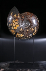 Аммонит Craspedodiscus discofalcatus