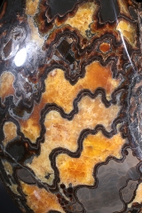 Аммонит Craspedodiscus discofalcatus