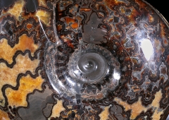 Аммонит Craspedodiscus discofalcatus