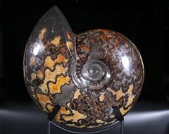 Аммонит Craspedodiscus discofalcatus