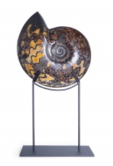 Аммонит Craspedodiscus discofalcatus