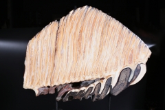 Зуб мамонта