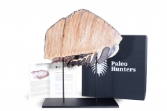 Зуб мамонта