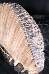 Зуб мамонта