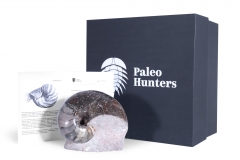 Наутилус Cymatoceras sp.