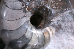 Наутилус Cymatoceras sp.