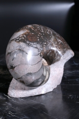 Наутилус Cymatoceras sp.