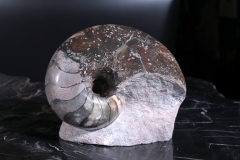 Наутилус Cymatoceras sp.