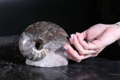 Наутилус Cymatoceras sp.