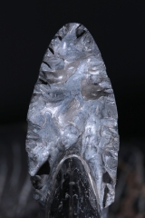 Аммонит Cleoniceras sp.