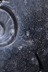 Аммонит Cleoniceras sp.