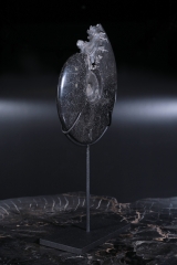 Аммонит Cleoniceras sp.