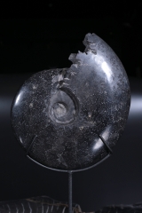 Аммонит Cleoniceras sp.