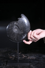 Аммонит Cleoniceras sp.