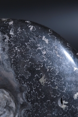 Аммонит Cleoniceras sp.