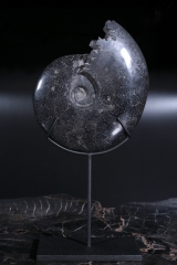 Аммонит Cleoniceras sp.