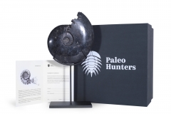 Аммонит Cleoniceras sp.