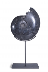 Аммонит Cleoniceras sp.