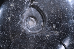 Аммонит Cleoniceras sp.