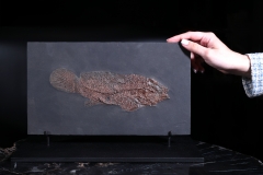 Рыба Cyclurus kehreri