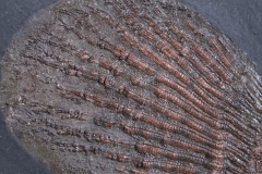 Рыба Cyclurus kehreri