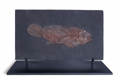 Рыба Cyclurus kehreri