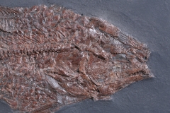 Рыба Cyclurus kehreri