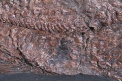 Рыба Cyclurus kehreri