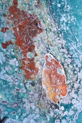 Окаменелое дерево