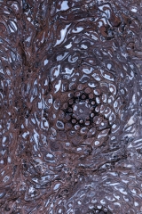 Папоротник Osmunda sp.