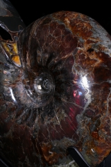 Аммонит Craspedodiscus discofalcatus 