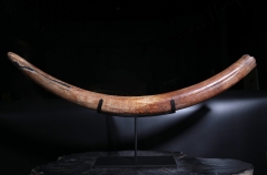 Бивень мамонта