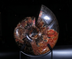 Аммонит Craspedodiscus discofalcatus 