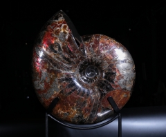 Аммонит Craspedodiscus discofalcatus 