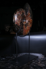 Аммонит Craspedodiscus discofalcatus 