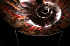 Аммонит Craspedodiscus discofalcatus 