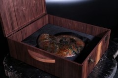 Аммонит Craspedodiscus discofalcatus 