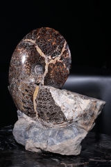 Аммонит Placenticeras sp.