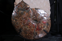 Аммонит Placenticeras costatum