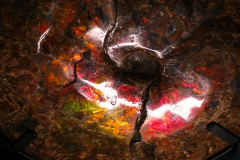 Аммонит Placenticeras costatum