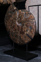 Аммонит Placenticeras costatum