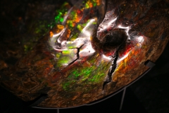 Аммонит Placenticeras costatum