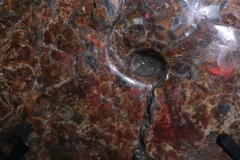 Аммонит Placenticeras costatum